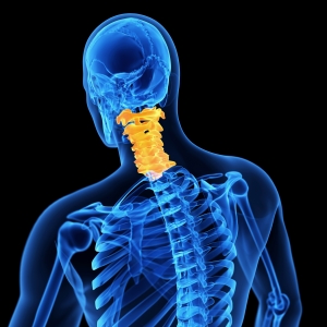 The cervical spine is the neck portion of our backbone.
