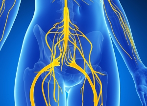 Cauda Equina is the collection of nerves at the lower back connecting to organs and extremities.